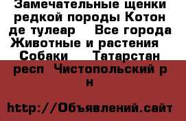 Замечательные щенки редкой породы Котон де тулеар  - Все города Животные и растения » Собаки   . Татарстан респ.,Чистопольский р-н